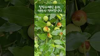 힐링스테이 옴뷔, 대추가 익어갑니다. ㅣ2025.9.17.(수) #대추 #자연명상 #힐링스테이옴뷔 #오대산자연명상마을 #가을 #힐링영상 #강원도평창