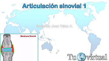 Qual a função da membrana fibrosa e da membrana sinovial?