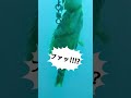 水深40mの海底へアオリイカを投入してみたら…