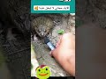 لحظة اكتشاف صوت انثى الضفدع اكسبلور Shortvideo لايك Funny 