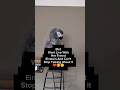 Bird Can't Stop Talking About Her Friend @einsteinparrot ❤️ #animals #pets #birds #funny