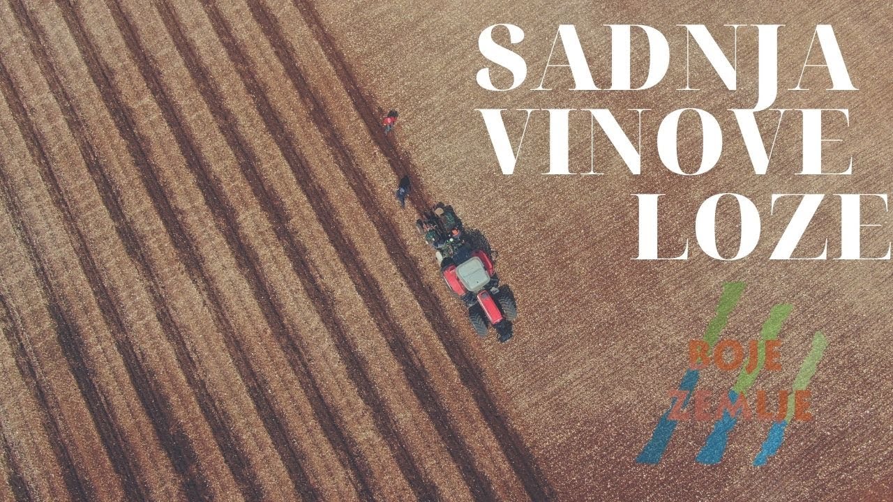 BOJE ZEMLJE Sadnja vinograda u Istri