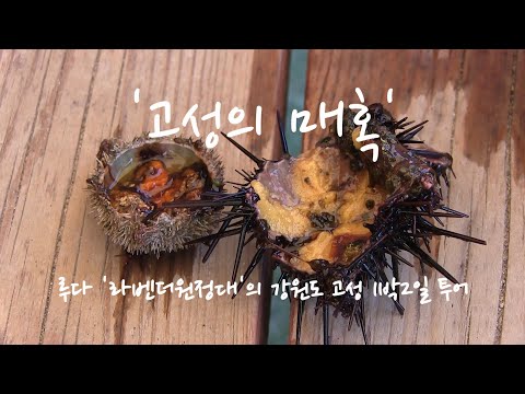 강원도 고성 맛집 여행 10대 매혹-라벤더,물회,섭국,닭강정,메밀막국수,골뱅이 등(Goseong, Gangwon)
