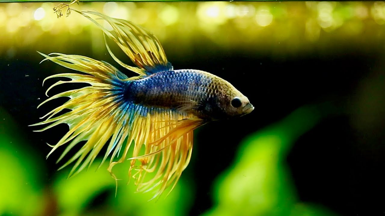 Adding my Yellow Mascot Crowntail Betta Fish to Planted Tank | New