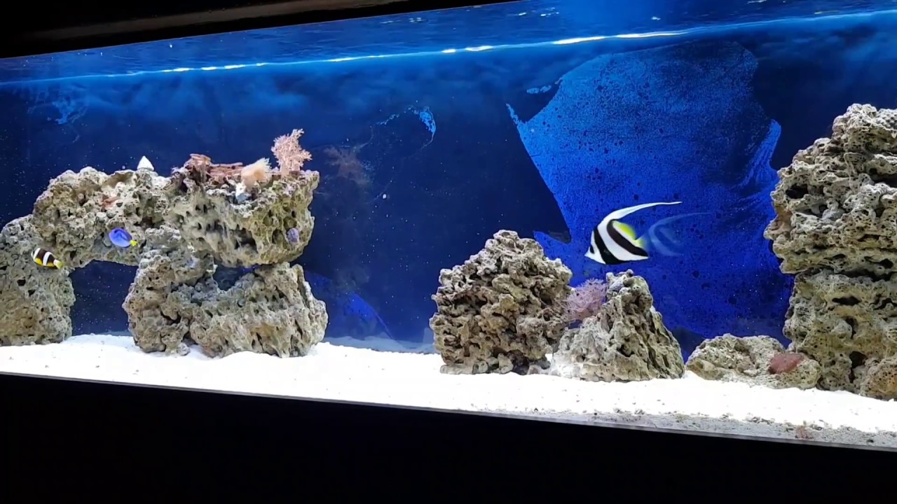 2 meter reef aquarium from right to left - YouTube