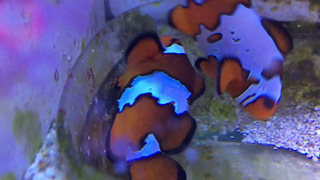 Clownfish laying eggs YouTube