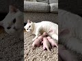 my sweet baby's 🥰🥰| #trending #viral #shortvideo #cutecats|#itzzmariyam |