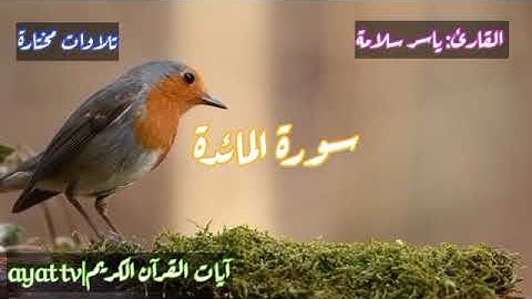 #تلاوات #سورة #آيات القرآن الكريم|ayat tv# سورة المائدة كاملة: القارئ "ياسر سلامة