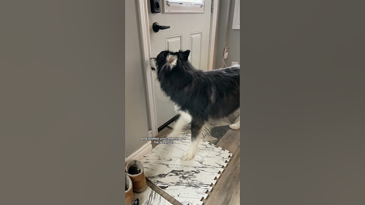 reasons my husky got mad at my boyfriend this week #husky #dogvideos #funnydogs