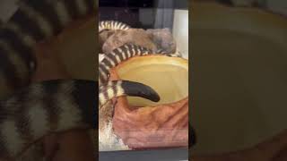 Celebrity Young Black Headed Python drinking. Wealth