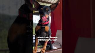 I proudly present…#miniaturepinscher #puppy #dogshorts #funny #minpin #pets #funnydogsvideos #dogs