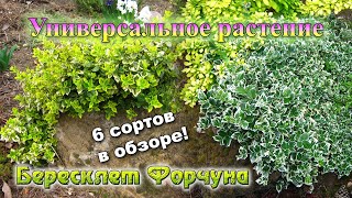 Бересклет Форчуна: универсальное растение для малоуходного сада. Сорта, агротехника.