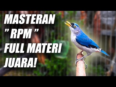 COBA INI!! MASTERAN RAMBATAN PARUH MERAH GACOR FULL ISIAN CILILIN NEMBAK PANJANG NGEBREN SPEED RAPAT