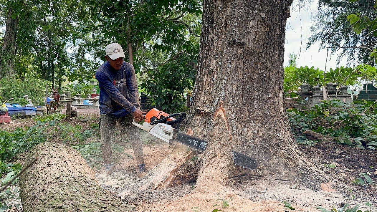 Troubled... Cut down the old tree next to the old grave.