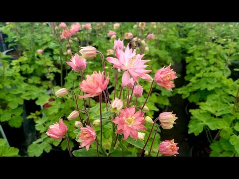 वीडियो: कोलंबिन फूल: कोलंबिन चुनने के लिए टिप्स