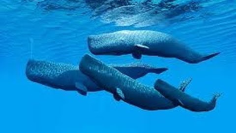 "Cuộc Đối Đầu Khổng Lồ – Cá Nhà Táng vs Cá Kình Tàn Bạo"