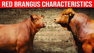  Red Brangus Characteristics  Biggest Bulls And Cow