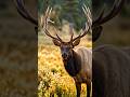🦌 Morning in the Rocky Mountains | Elk Wildlife Documentary #Wildlife #Elk #NatureDocumentary