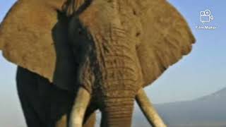 African Bush Elephant Trumpet