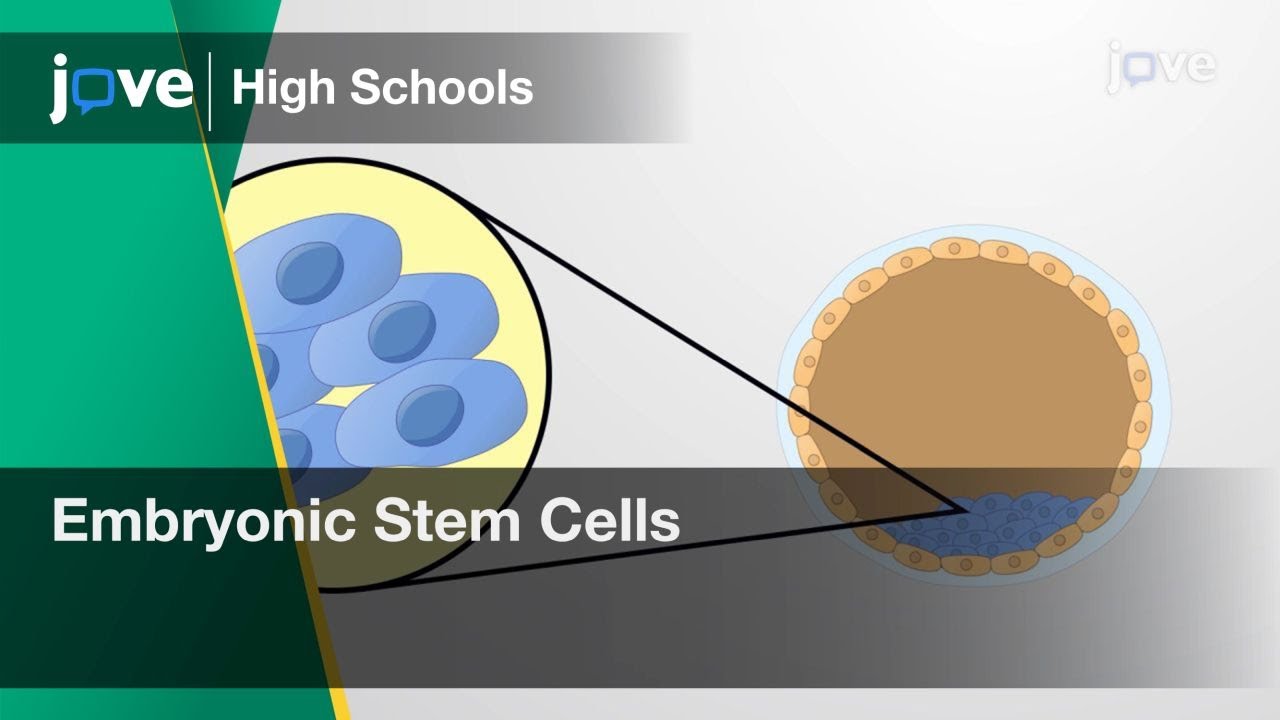 Embryonic Stem Cells | Cell Bio | Video Textbooks - Preview - YouTube