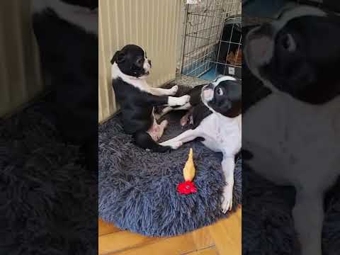 Video Boston Terrier playing with her puppy - youtube
