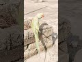 #parrot #talkingparot #talkinganimal #birds #talkingparot #birds #talkinganimal #talkingbird