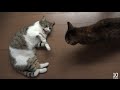 猫のケンカ（謝るたろ、許さないルル、止める猫たち） Fight of cats（Taro apologize, forgive not Lulu, cats arbitrate a quarrel）