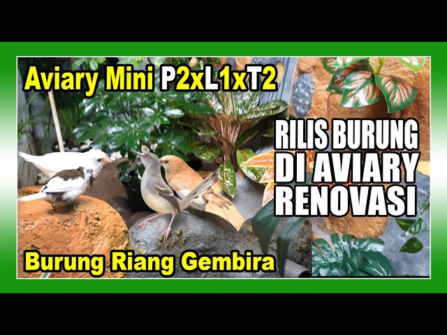 Rilis Burung di Aviary Hasil Renovasi class=