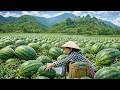 Harvesting watermelons, processing them into yogurt and jelly - Cooking delicious family meals