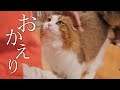 家族全員が丸一日居なかった後のもふ猫のかわいいお迎え