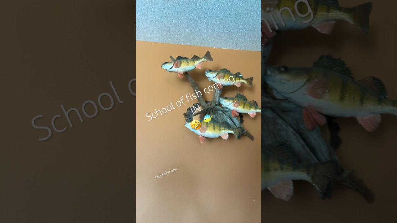 School of fish 🤣 🔥 