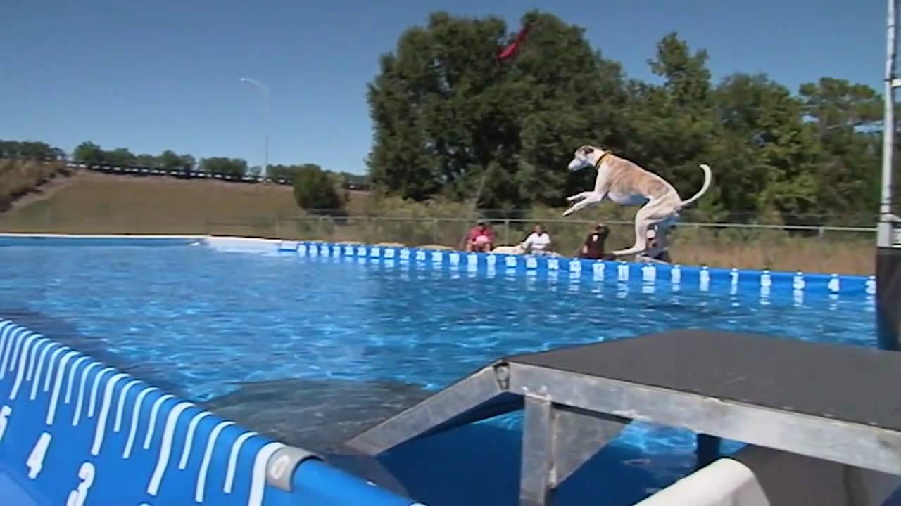 Splash Dogs fun at Happy Paws in Orlando YouTube