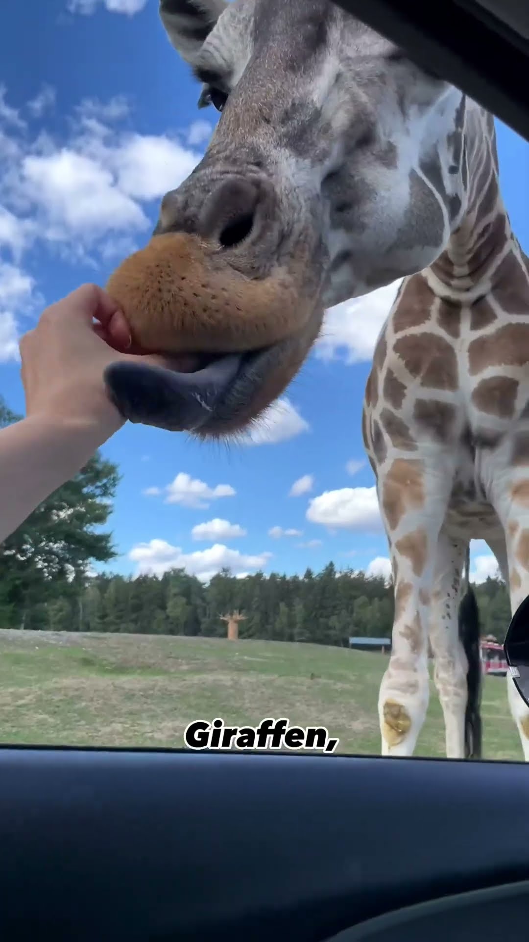 ZooParc Overloon - Ein echter Geimtipp! | Zoo-Eindruck