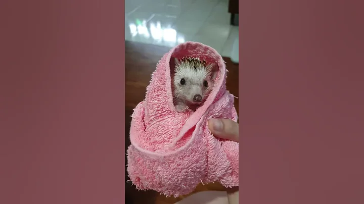 Burrito hedgie