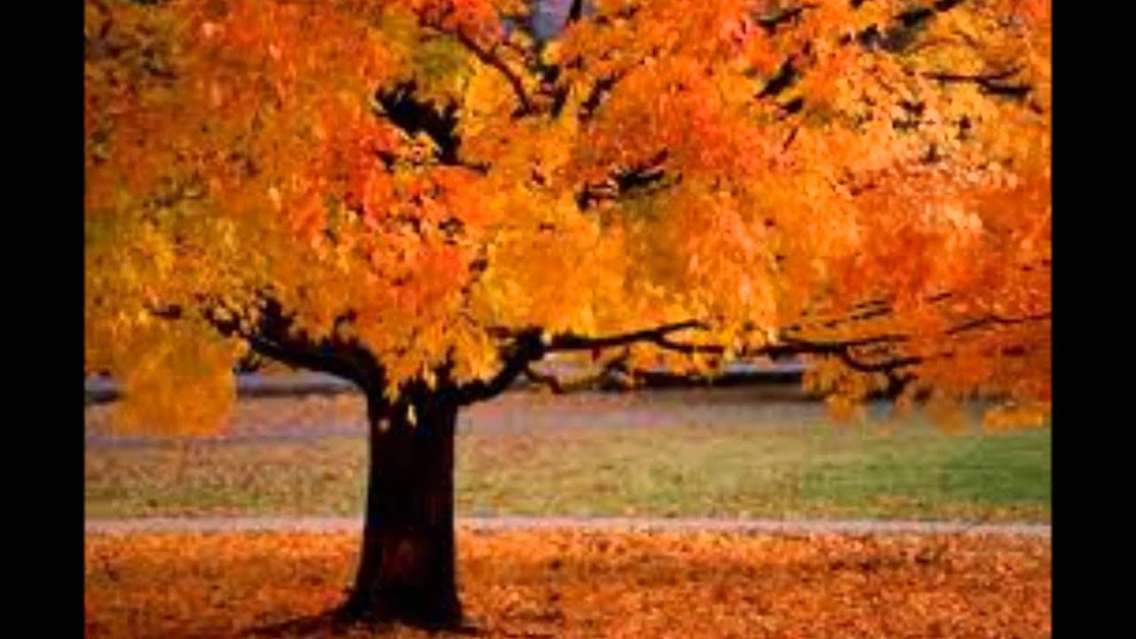 Quel Jour Tombe L Automne