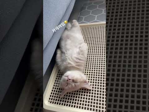 새벽에 만취해서 들어온ㅋ#shorts