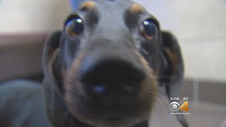 Free Dogs, Cats During 'Clear The Shelters' Program