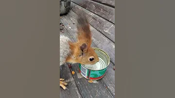 Редкое видео - белка пьёт воду / Rare video of a squirrel drinking water
