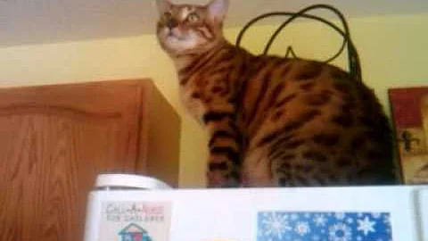 Video 11818781: bengal cat talking