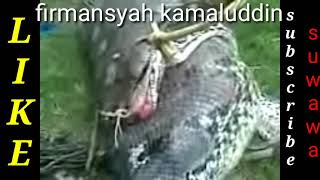 Ular Makan Sapi Di Gorontalo Ular Vs Induk Sapi Di Suwawaanaconda