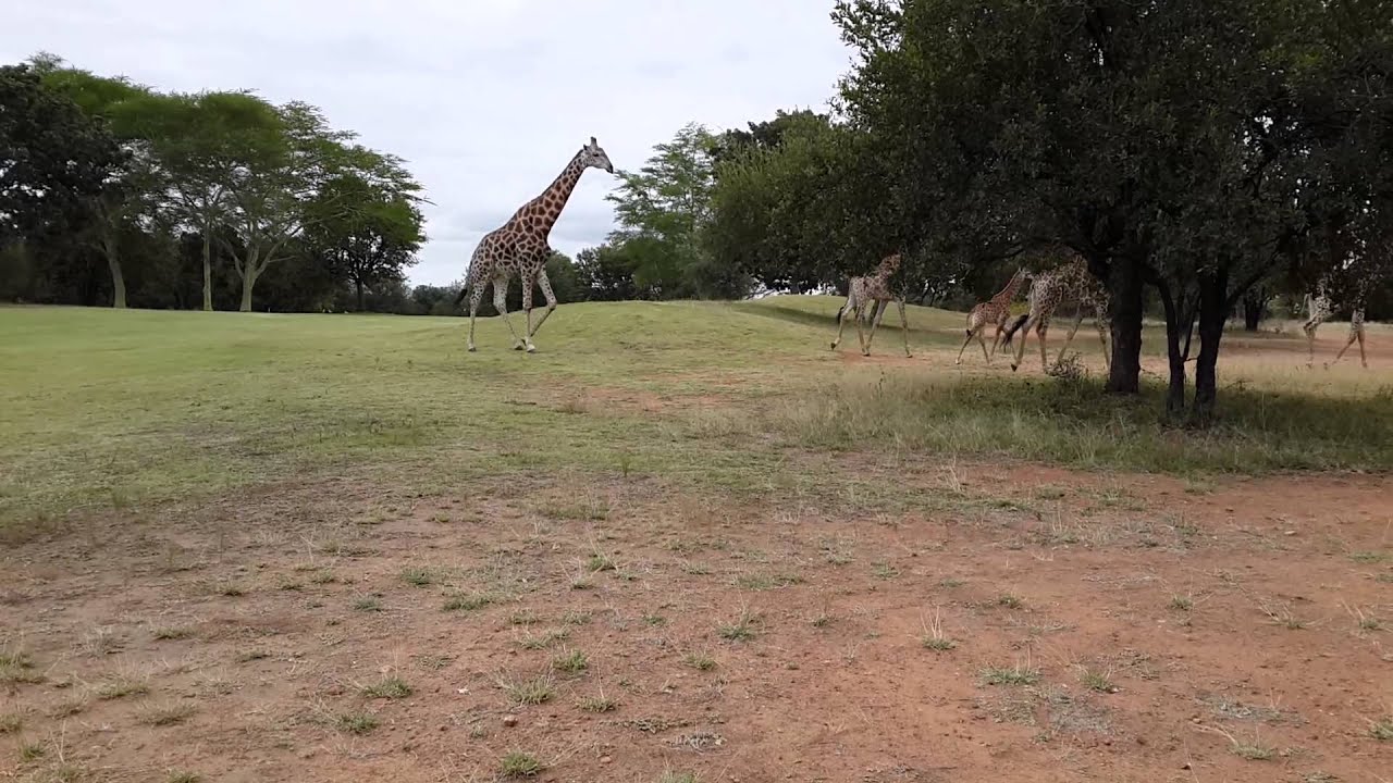 Giraffe on golf course YouTube