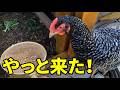 今日もドタバタ…エサどころではありませんでした　376話目