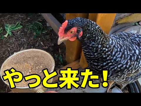 Another hectic day… feeding time was the least of my worries - Episode 376