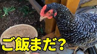 今日もドタバタ…エサどころではありませんでした　376話目