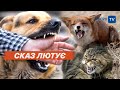 🐕🦊СПАЛАХ СКАЗУ на Дніпропетровщині: кількість інфікованих збільшується!