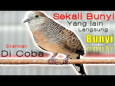 Perkutut lokal SI RAJA pikat - sekali bunyi yang lain ikut MANGGUNG.