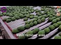 Eshet eilon  avocado sorting and packing equipment 6 lanes 1