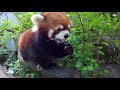 One hour of red pandas eating crunchy snacks