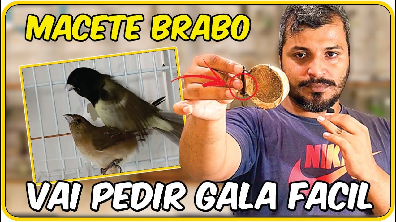 ✅ Como 'Aprontar' uma Fêmea de COLEIRO em Apenas 4 Dias