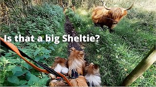 Shetland Sheepdogs meet a cow by Lovin' Mystery 926 views 6 months ago 4 minutes, 48 seconds